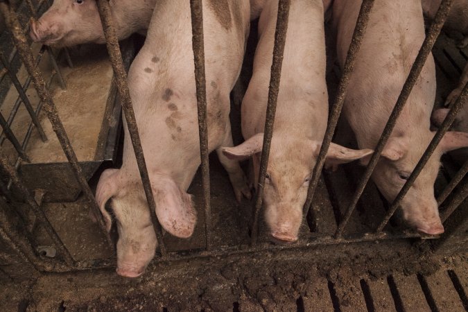 Grower pigs at Dead Horse Gully (DHG) Piggery NSW