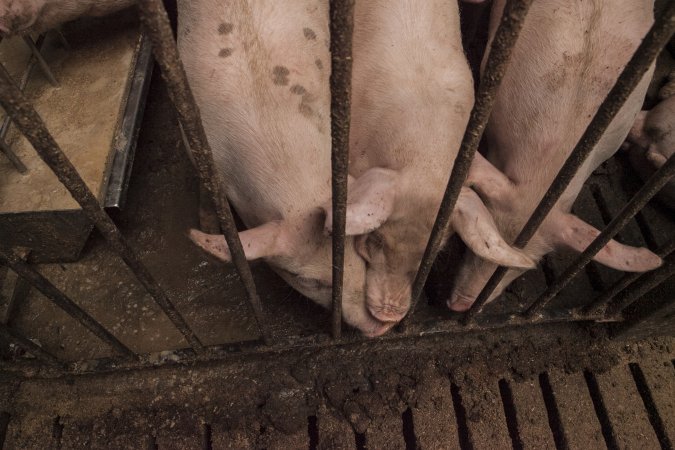 Grower pigs at Dead Horse Gully (DHG) Piggery NSW