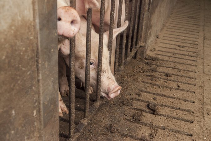 Grower pigs at Dead Horse Gully (DHG) Piggery NSW