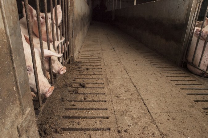 Grower pigs at Dead Horse Gully (DHG) Piggery NSW