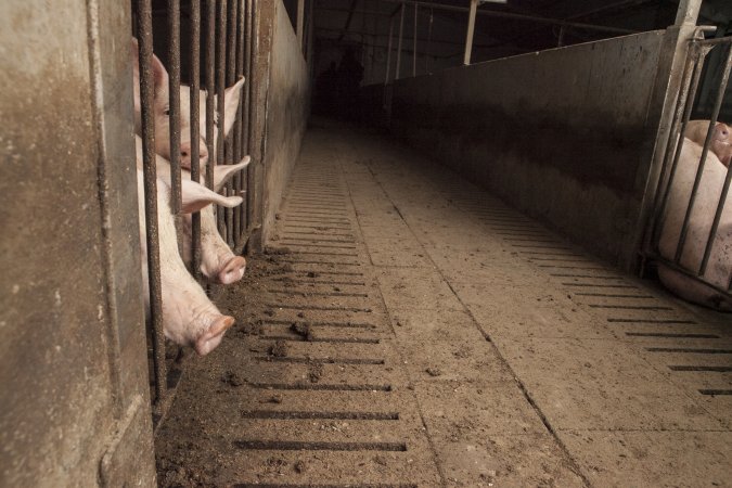 Grower pigs at Dead Horse Gully (DHG) Piggery NSW