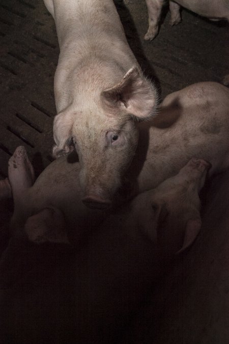 Grower pigs at Dead Horse Gully (DHG) Piggery NSW