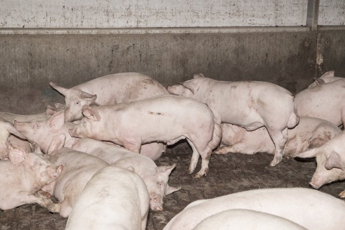 Grower pigs at Dead Horse Gully (DHG) Piggery NSW