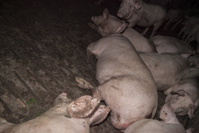 Grower pig with injured leg