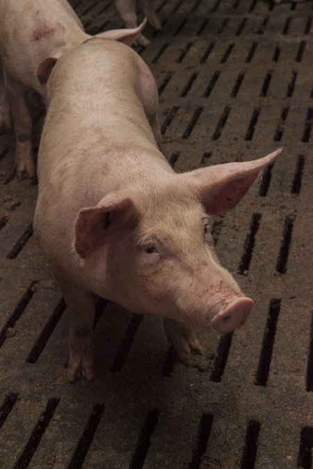 Grower pigs at Dead Horse Gully (DHG) Piggery NSW