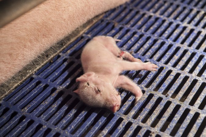 Piglet with injured leg