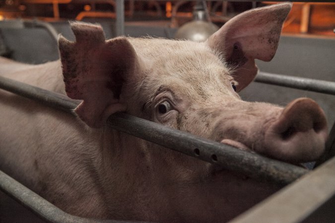 Farrowing crates at Golden Grove Piggery NSW