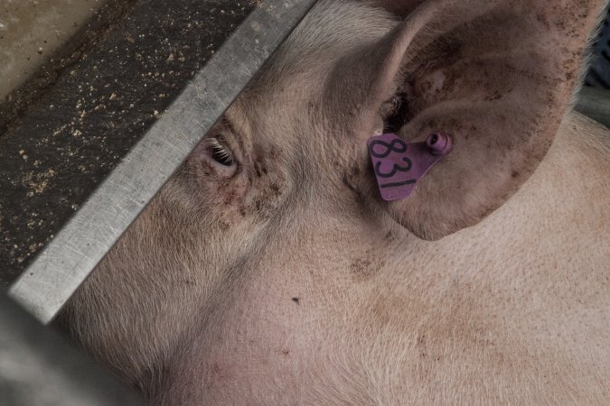 Farrowing crates at Golden Grove Piggery NSW