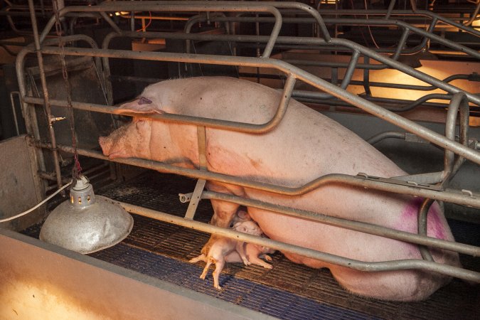 Farrowing crates at Golden Grove Piggery NSW