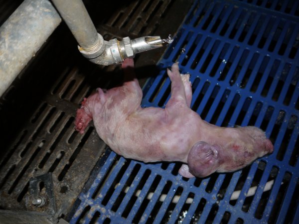 Dead piglet with chewed legs