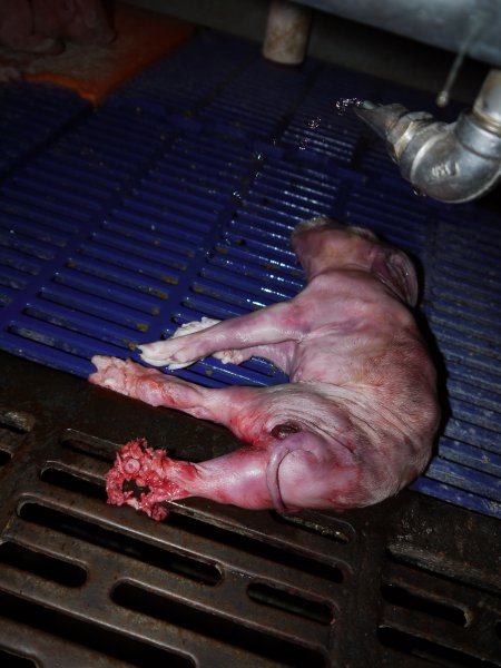 Dead piglet with chewed legs