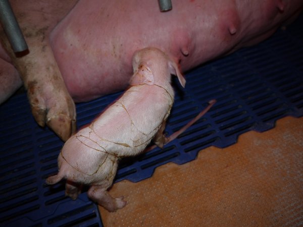 Newborn piglet suckling