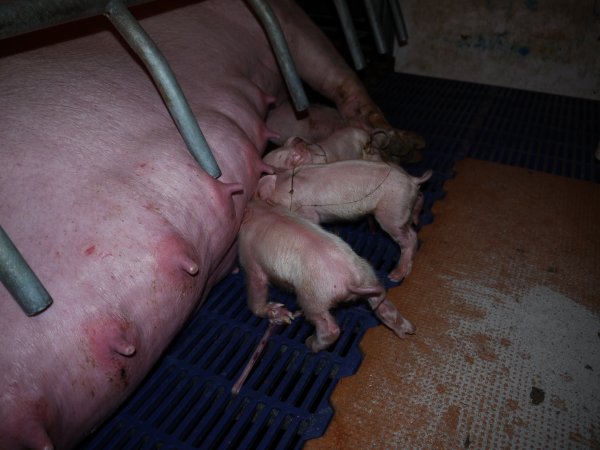 Newborn piglets suckling