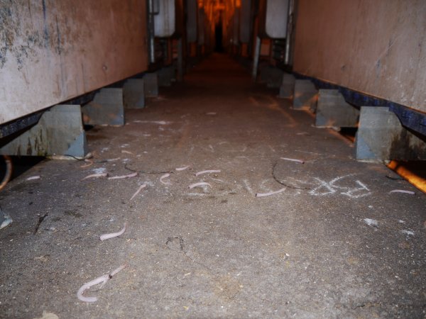 Severed piglet tails littered across aisle