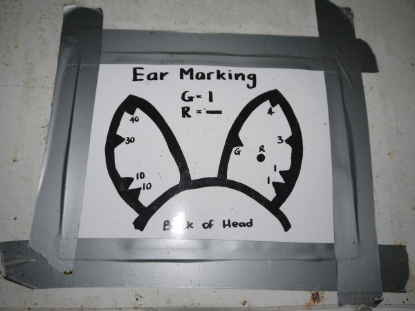 Ear marking chart