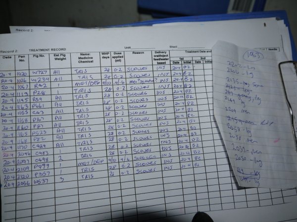 Treatment record in farrowing shed