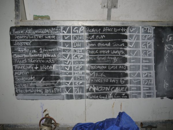 Farrowing checklist