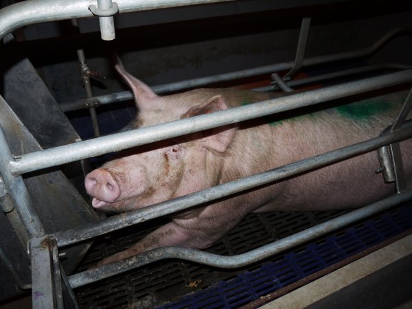 Farrowing crates at Golden Grove Piggery NSW