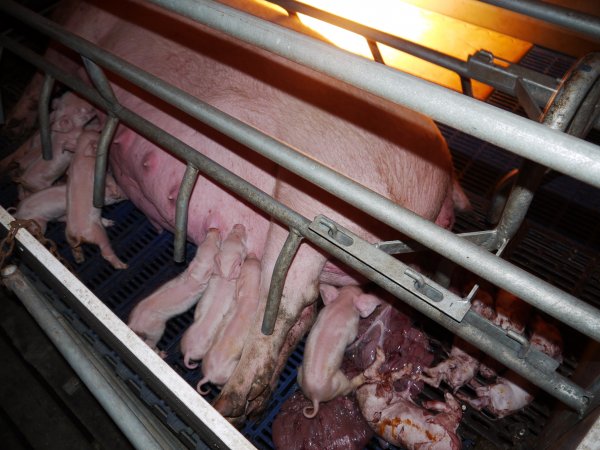 Stillborn piglets at back of crate