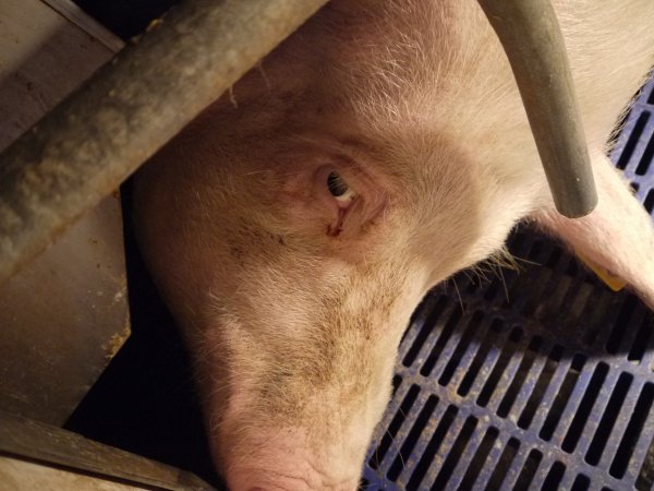 Farrowing crates at Golden Grove Piggery NSW