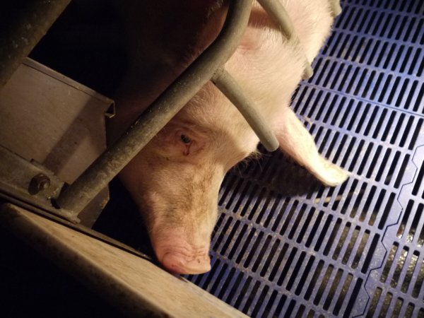 Farrowing crates at Golden Grove Piggery NSW