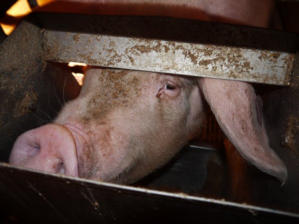 Farrowing crates at Golden Grove Piggery NSW