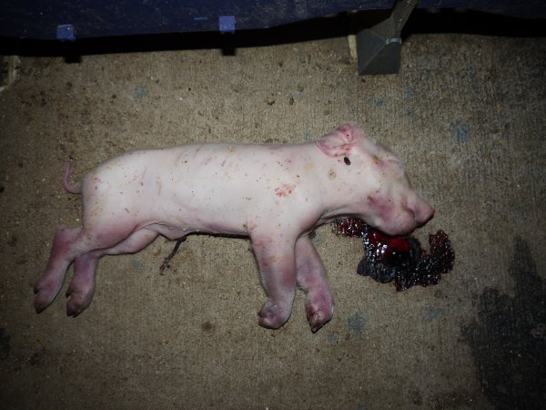 Dead piglet in aisle lying in pool of blood