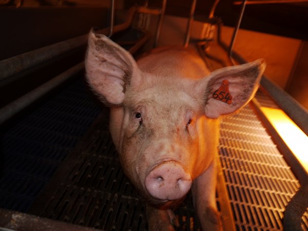 Farrowing crates at Golden Grove Piggery NSW