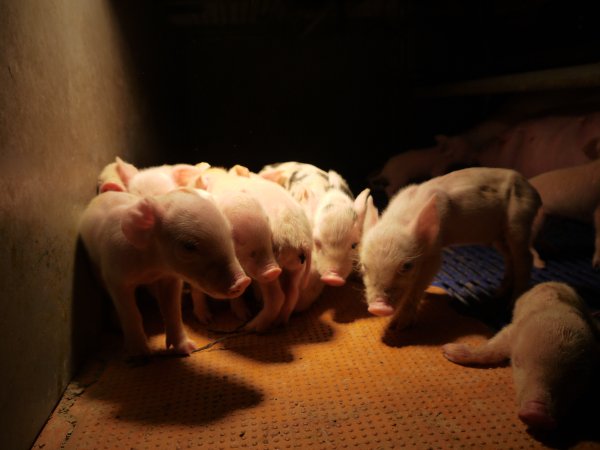 Farrowing crates at Golden Grove Piggery NSW