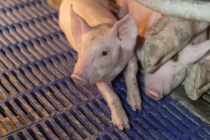 Farrowing crates at Golden Grove Piggery NSW