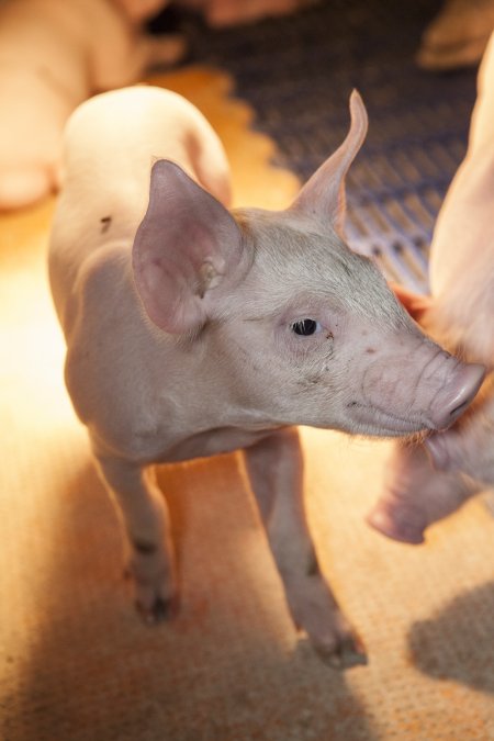 Farrowing crates at Golden Grove Piggery NSW