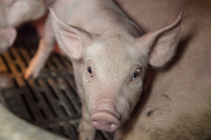 Farrowing crates at Golden Grove Piggery NSW