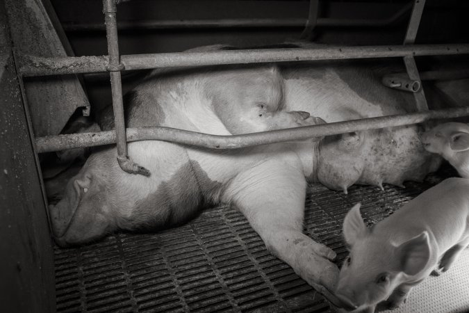 Farrowing crates at Golden Grove Piggery NSW