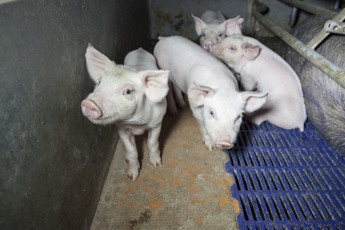 Farrowing crates at Golden Grove Piggery NSW