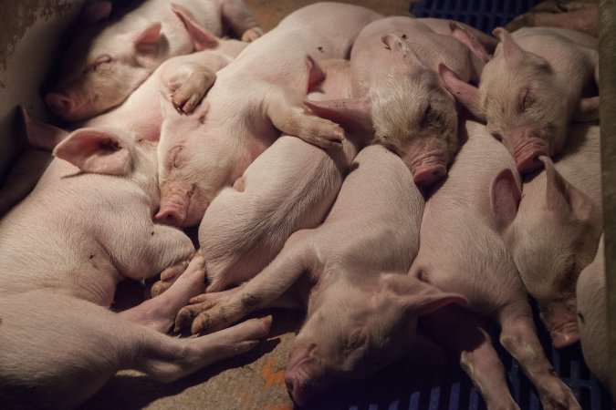 Piglets sleeping together