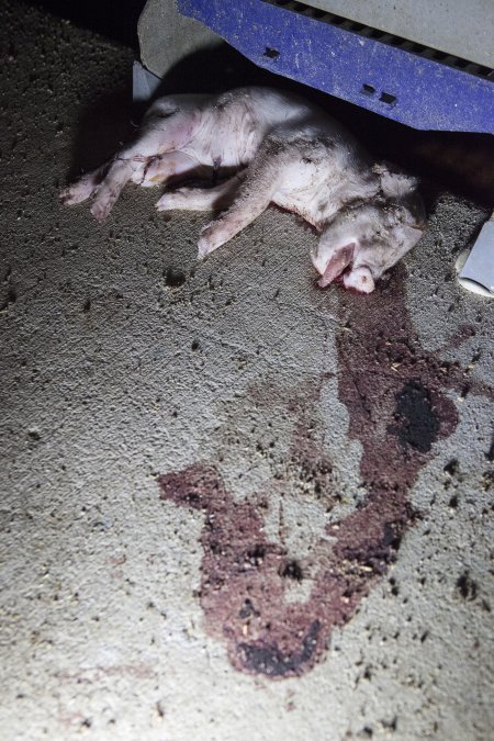 Dead piglet in aisle, blood smeared on floor