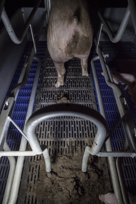 Excrement piled at back of farrowing crate