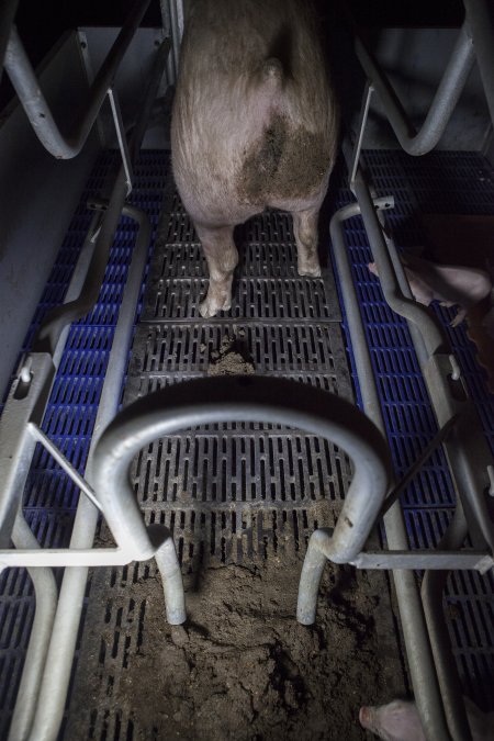 Excrement piled at back of farrowing crate