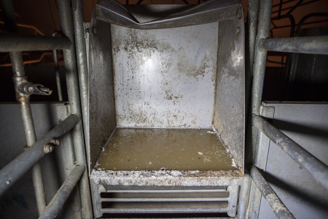 Feed tray in empty farrowing crate