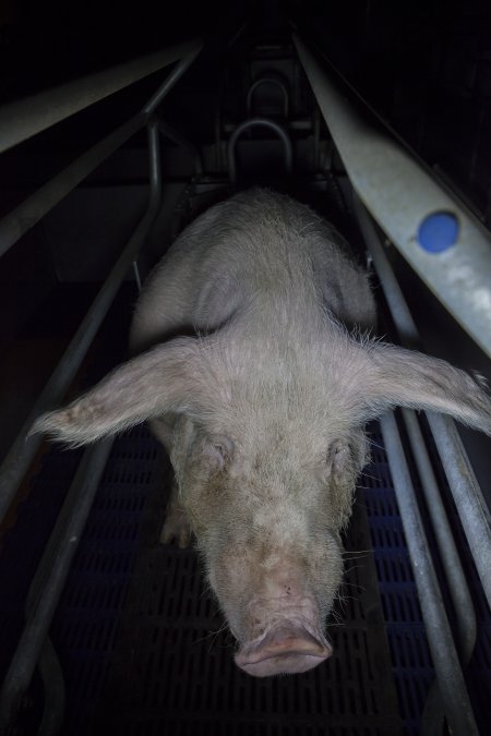 Sow in farrowing crate