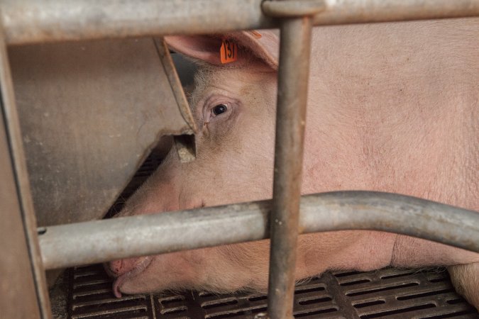 Farrowing crates at Golden Grove Piggery NSW