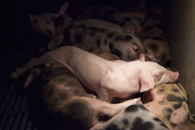 Spotty piglets