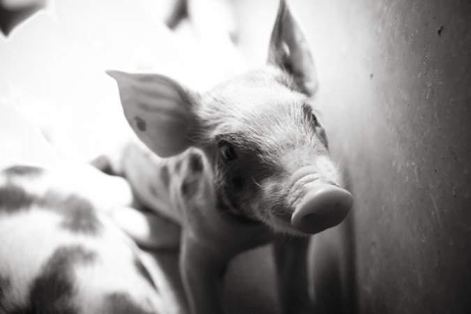 Farrowing crates at Golden Grove Piggery NSW