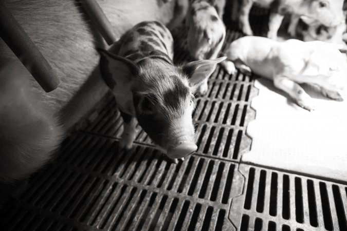 Farrowing crates at Golden Grove Piggery NSW