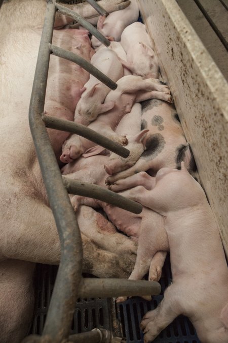 Piglets piled together beside mother