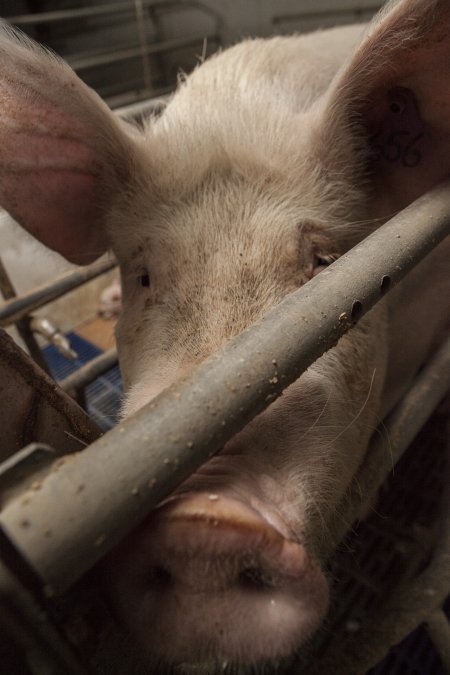 Farrowing crates at Golden Grove Piggery NSW