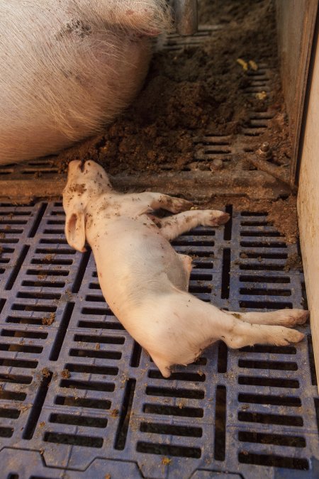 Farrowing crates at Golden Grove Piggery NSW