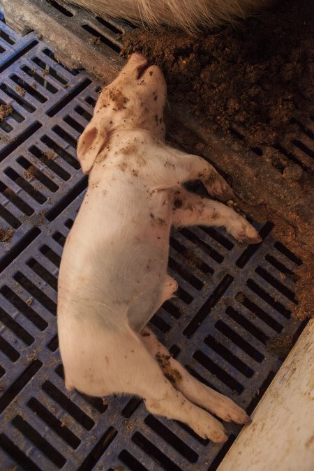 Farrowing crates at Golden Grove Piggery NSW