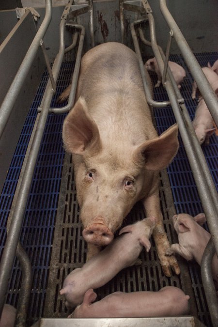 Farrowing crates at Golden Grove Piggery NSW