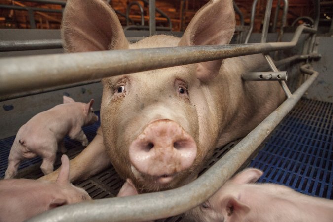 Farrowing crates at Golden Grove Piggery NSW